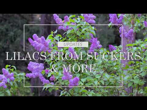 Lilac Update - Side Garden revamp