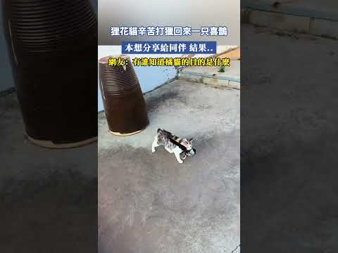 狸花貓辛苦打獵回來一只喜鵲，本想分享給同伴，結果..網友：有誰知道橘貓的目的是什麽 #大熱門
