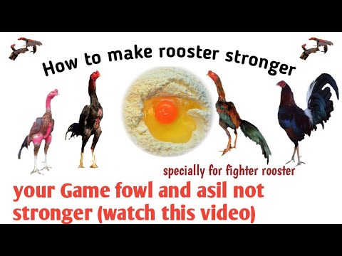 , title : 'How to make rooster stronger | Best diet for fighting rooster | Best diet for Aseel'