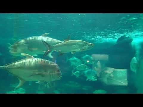 アトランティックターポン（神戸市立須磨海浜水族園2019年12月17日）