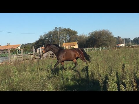Colista (Numero Uno x Voltaire) KWPN prok mare