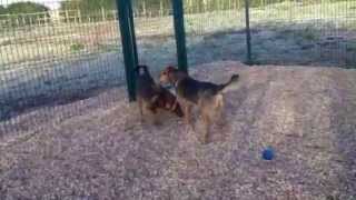 Inouk et Noisette, x Bergers 18 et 15 kg, à l'adoption