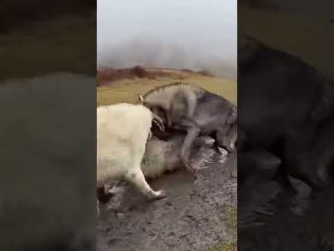 Guardian Giants: Turkish Kangal and Akbash Protecting the Herd #wildlife #dog  #shorts