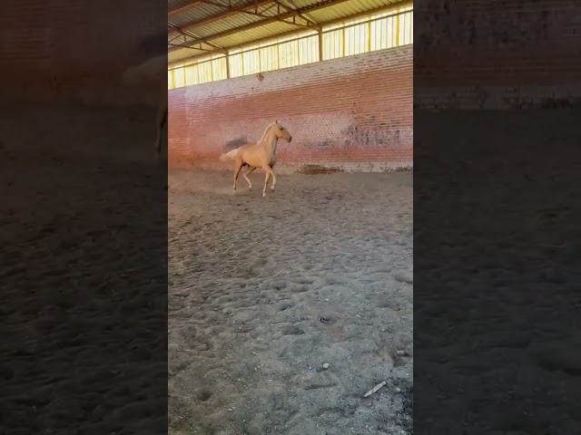 Potro PRE Perlino de 27 meses