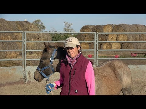 Groundwork with a Weanling