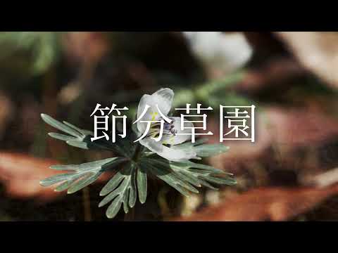 小鹿野町観光PV「節分草園」