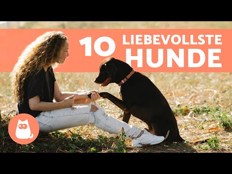 Die 10 LIEBEVOLLSTEN HUNDE-RASSEN der Welt 🐶❤️ Hunde, die Liebe zeigen
