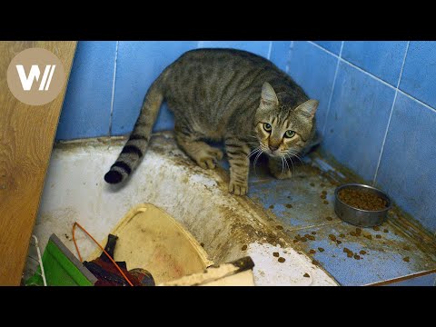 Woman with hoarding disorder lives with 12 cats | 