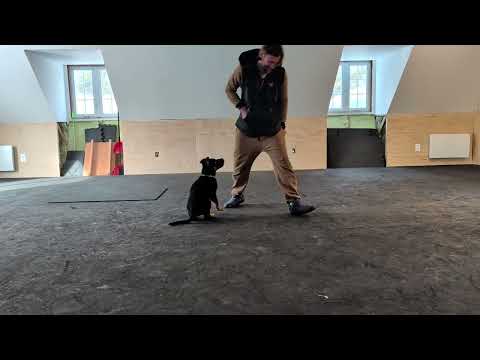 Heeling, fun tricks and motions - 11 weeks