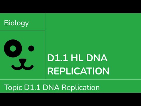 D1.1 HL DNA-Replikation [IB Biologie HL]
