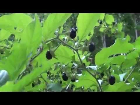 Pokrzyk wilcza jagoda (Atropa belladonna) - śmiertelnie trująca roślina polskich lasów