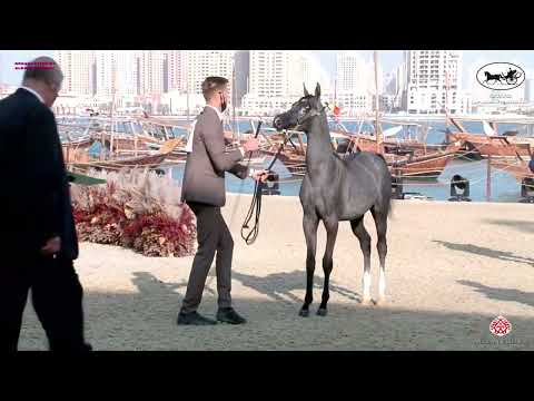 N 100 SULTAN AL SRAIYA   Katara Int  Arabian Peninsula Horse Show 2022   Yearling Colt Class 4A