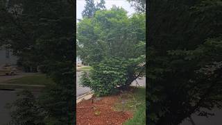 More summer landscaping projects for my yard. Today it's time for more tree and bush trimming. 🏡🌲🌳🪚