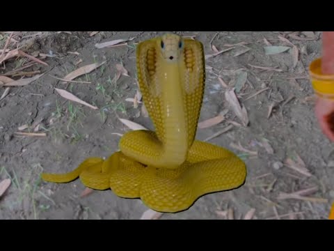 Akash Tyagi Naagin Roast