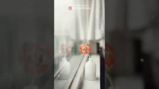 Download lagu Tarling Akustik Story Mung Dadi Mantan (Story WA Tarling Akustik) Story Tarling #shorts mp3