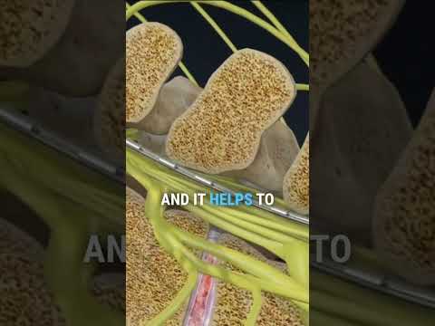 What Is A Spinal Cord Stimulator Implant?