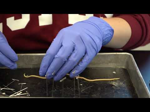 Dissection of an Ascaris spp. worm