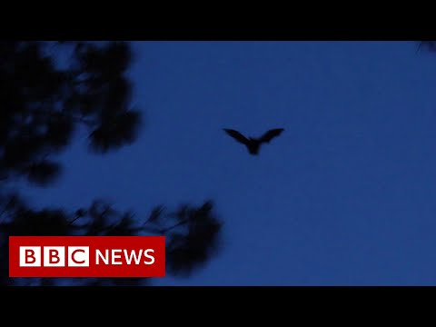 コウモリ、道路封鎖とコロナウイルスの起源 - BBC ニュース (Bats, roadblocks and the origins of coronavirus - BBC News)