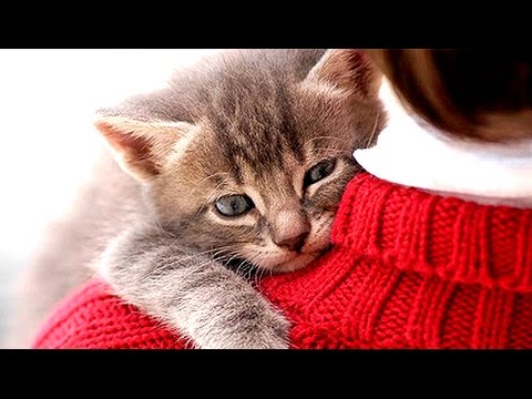 Video: When Cats Love Their Owners