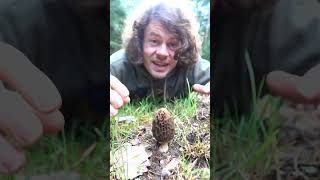 Diese Pilze meucheln