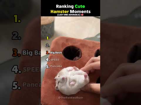 Ranking CUTE Hamster Moments