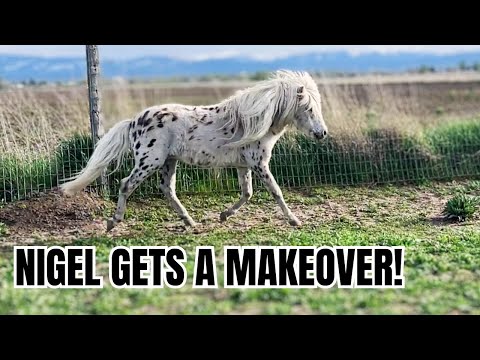 TINY HORSE GETS A MAKEOVER! ❤️ He is So CUTE!