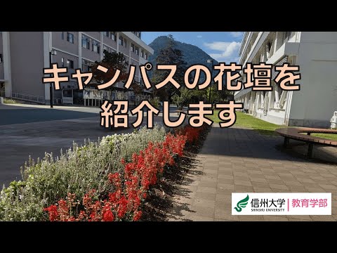 キャンパスの花壇を紹介します