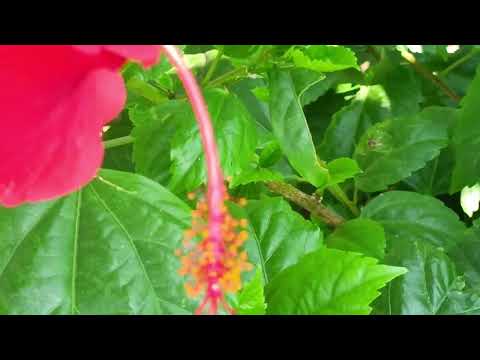 samir boser sate   || Review of new clour beautiful flower