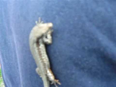 Badeni Clasa a XI-a 2008-2009