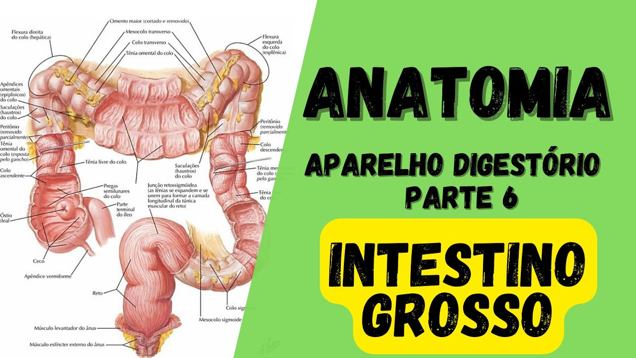 ANATOMIA  - Aparelho digestório (Parte 6) - Intestino grosso