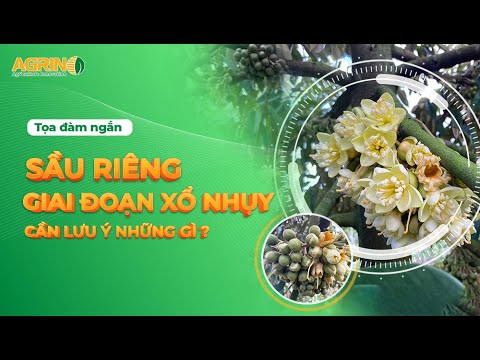 5 lưu ý quan trọng khi sầu riêng xổ nhụy | Sầu riêng xổ nhụy mùa nghịch 2023