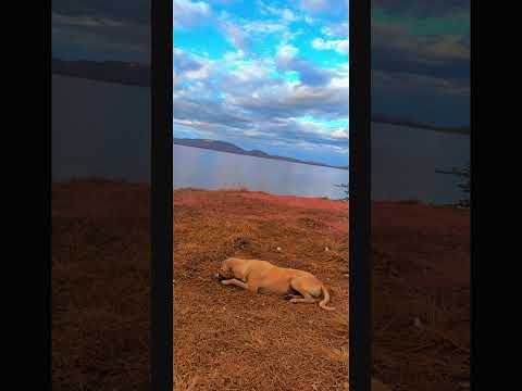 Terra boa em Quixeló, distrito de bandeira no Ceará #sertão #quixelo #açude #oros #açudeorós