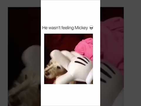 #funny #dogs #pet #dogscats#dogshorts #dog#doglover#doglife