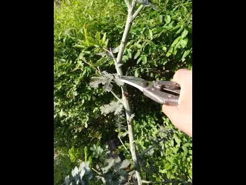 園芸 ミモザ控えめ、センシティブ控えめ