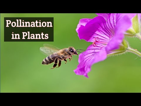, title : 'Pollination in Flowering Plants 3d Animation'