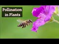 Pollination In Flowering Plants 3d Animation