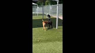 Video preview image #1 Mutt Puppy For Sale in Shelburne, VT, USA