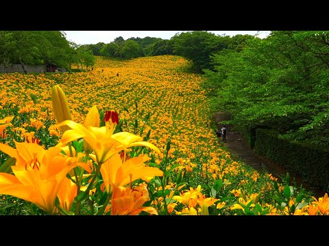 The stunning lilies blooming across the hills of Kasui Lily Garden!