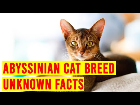 Abyssinian Cat Breed 7 Things To Know Before Buying One/ All Cats
