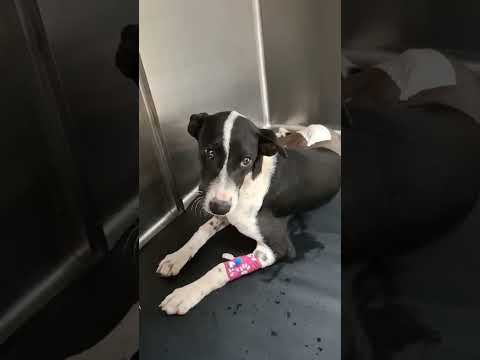 Dhriti #dogsofyoutubeshorts