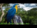 Amazon ~ John Denver ~ (Let This Be a Voice) ~ Baz