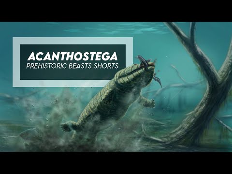 アカントステガ - デボン紀の 4 本足の魚