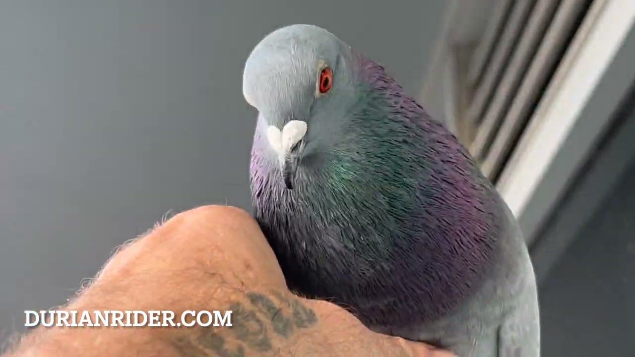 How To Save A Sick Pigeon