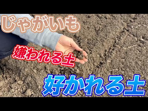 【じゃがいも】その土づくりは嫌われる？好かれる土づくりとは