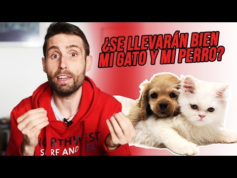 ¿Cómo hago para que mi gato se lleve bien con mi perro recién adoptado?