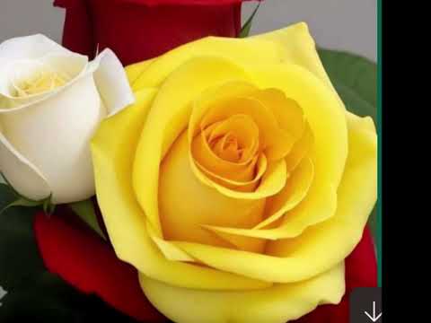 SÓ POR AMOR - VINÍCIUS, BADEN POWELL & ODETTE LARA