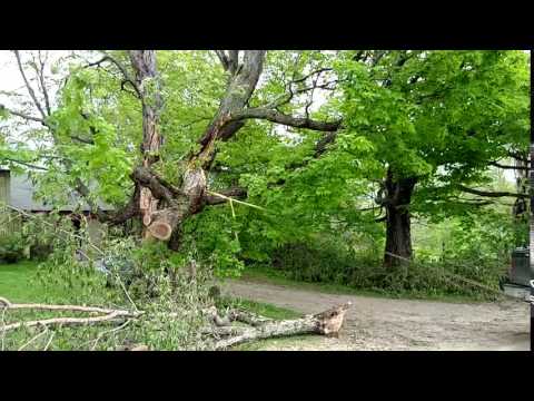 Chad's Tree Service Clip