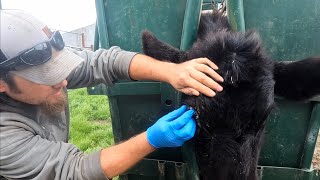 Removing a Foxtail- Not for the Squeamish!!
