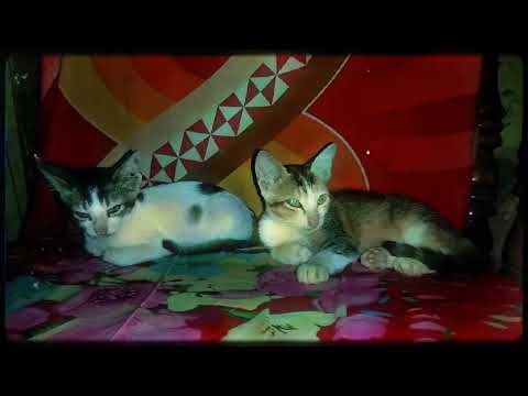 Cat 😺❤️‍🩹