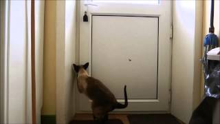 preview picture of video 'Siamese cats escape holiday cottage by back door.'